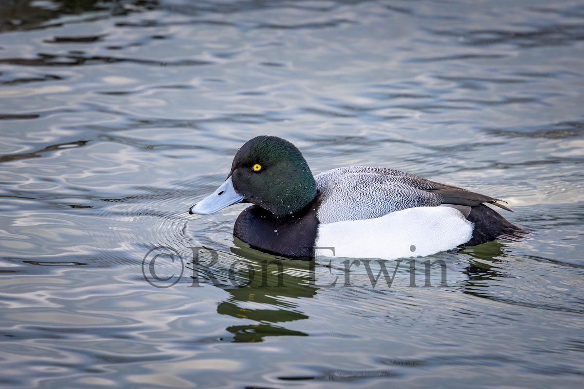 Greater Scaup