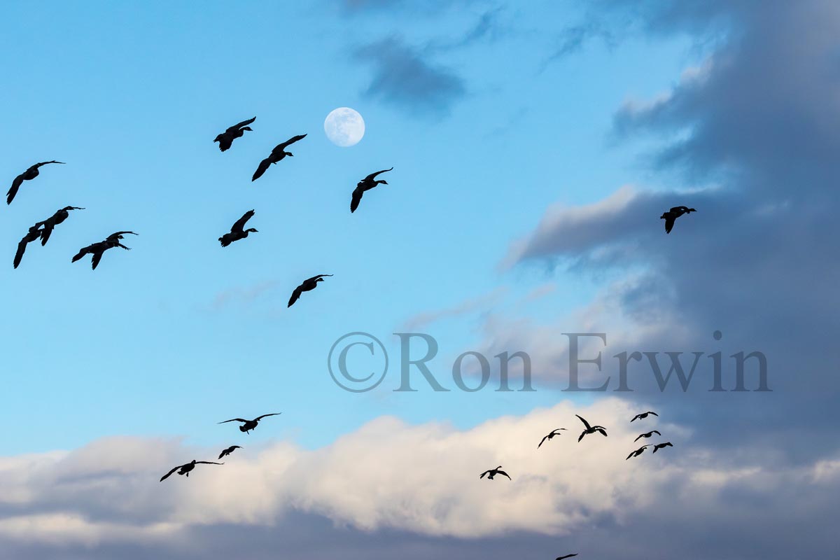 Birds & Moon