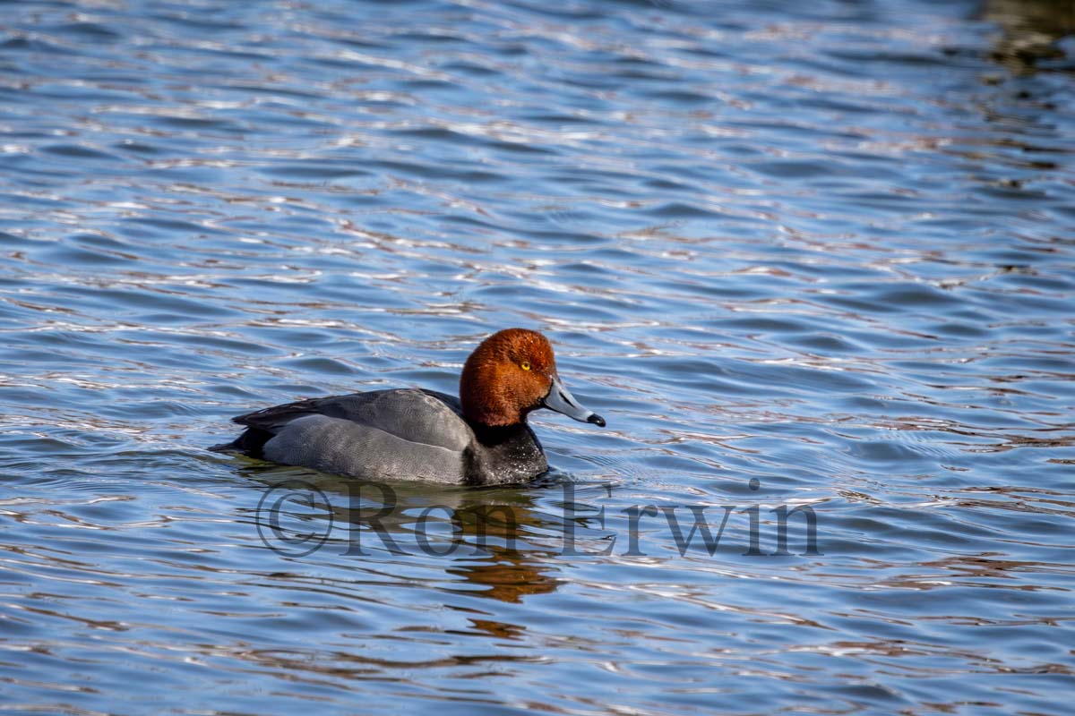 Male Redhead