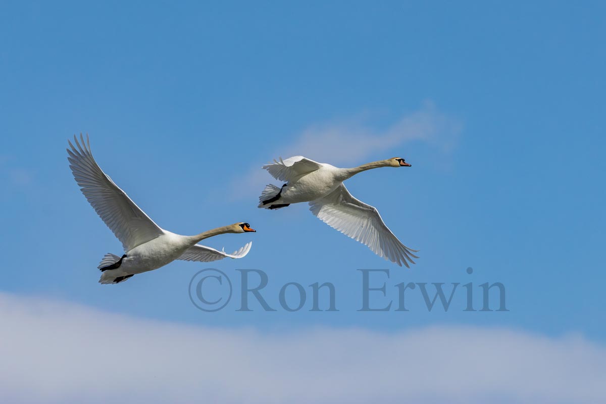 Mute Swans