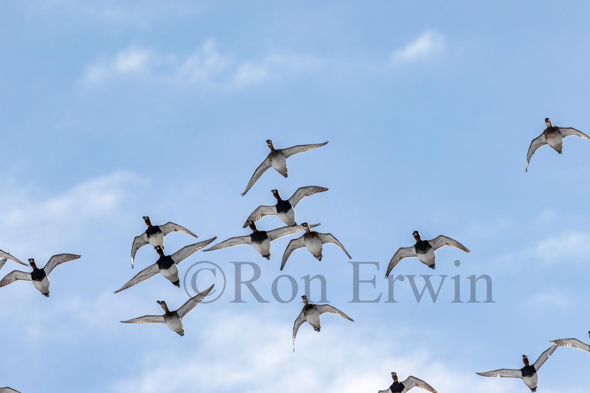 Flock of Redheads