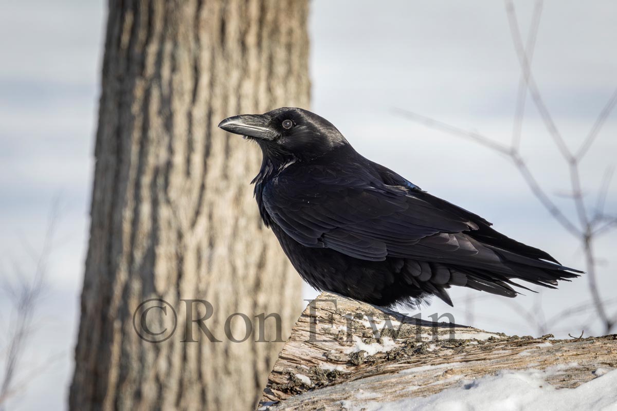 Common Raven