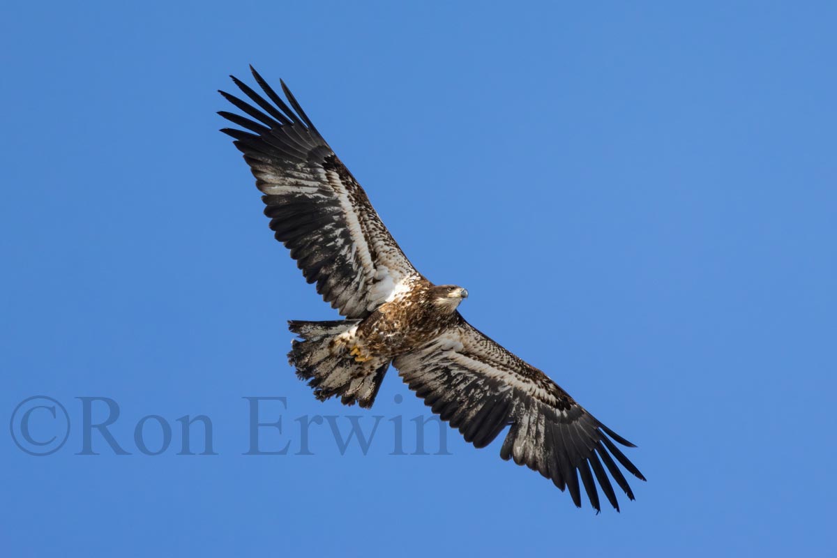 Immature Bald Eagle