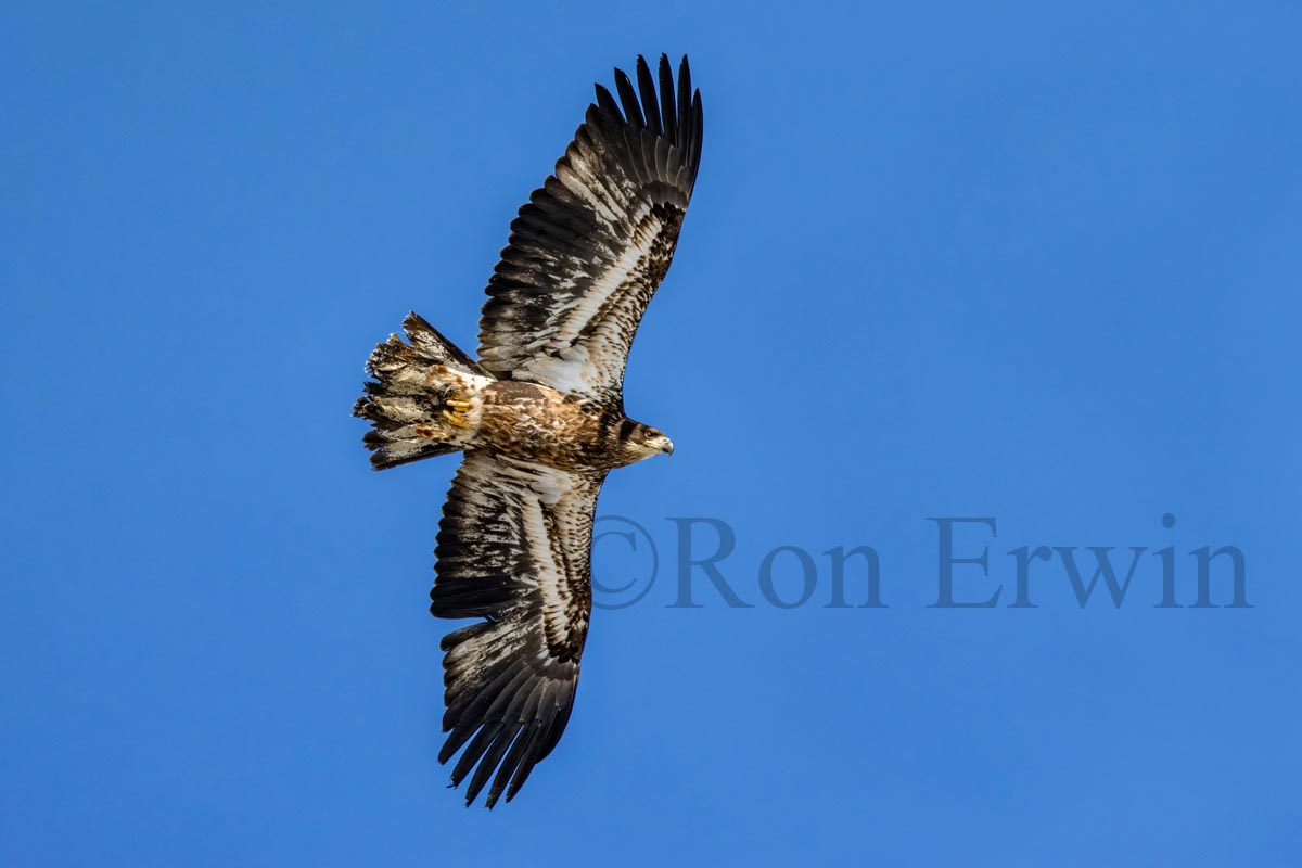 Immature Bald Eagle