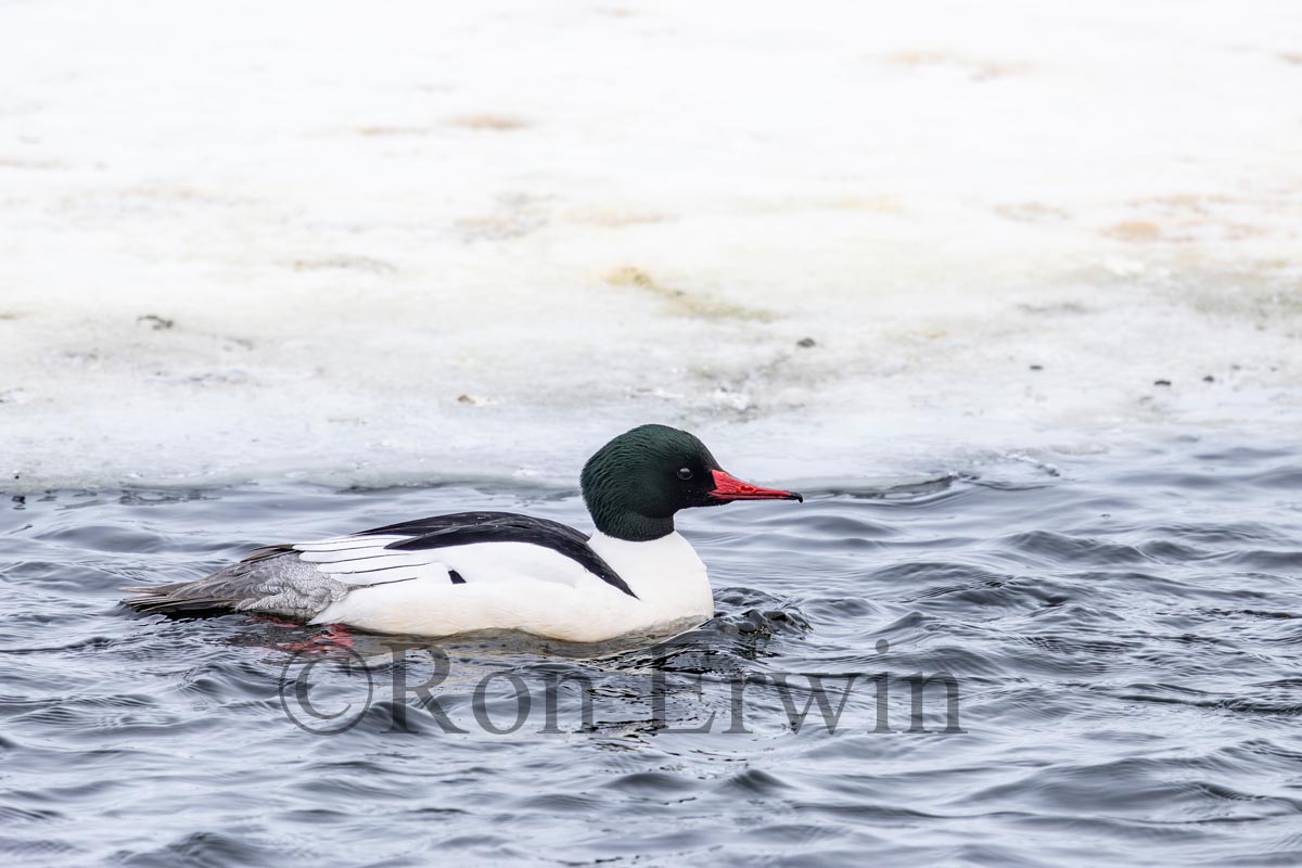 Male Common Merganser
