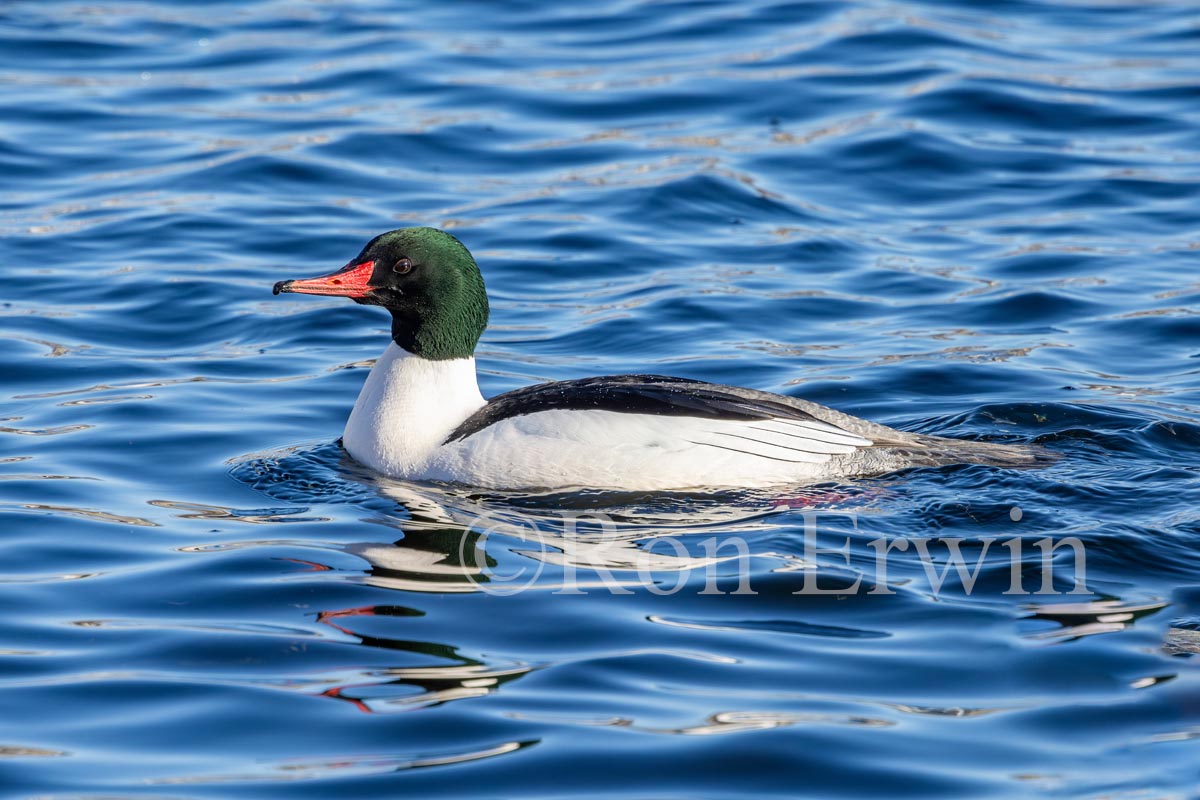 Male Common Merganser