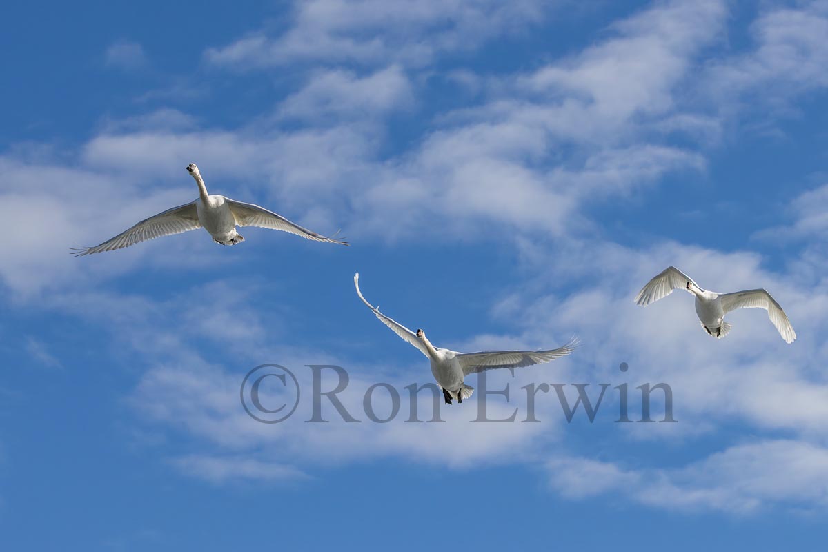 Three Mute Swans