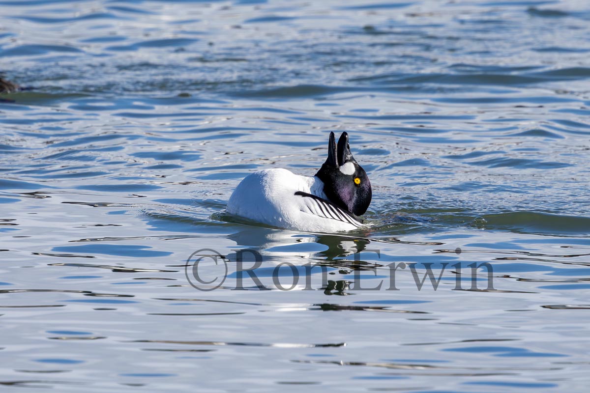Male Common Goldeneye Displaying