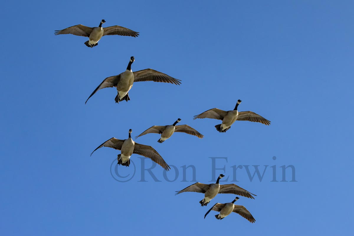 Canada Geese Flock