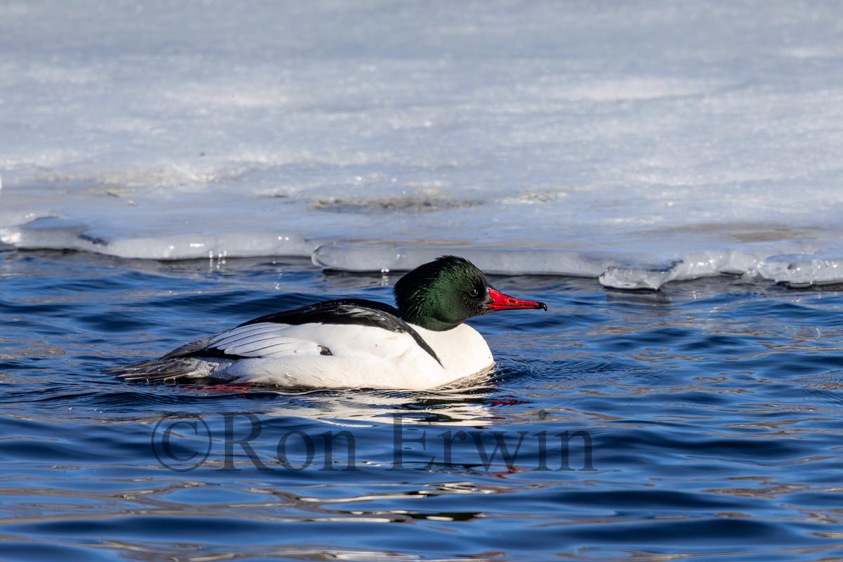 Male Common Merganser