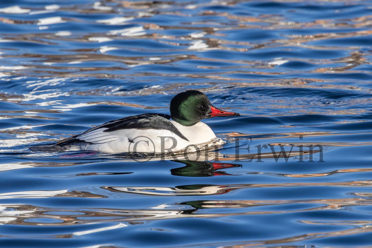 Male Common Merganser