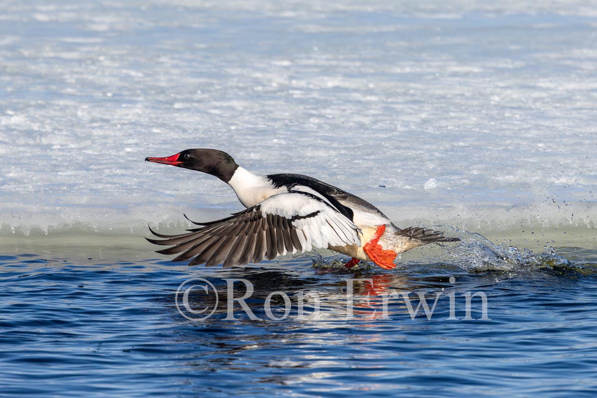 Male Common Merganser