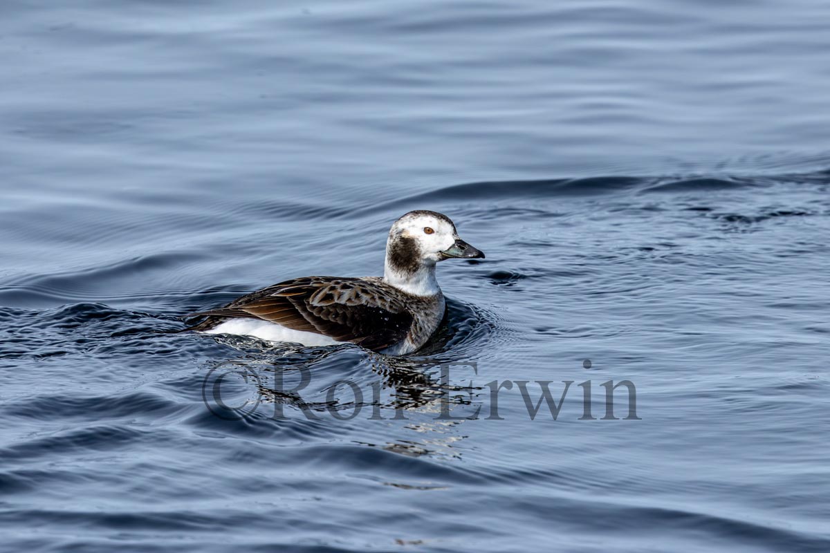 Female Long-tailed Duck