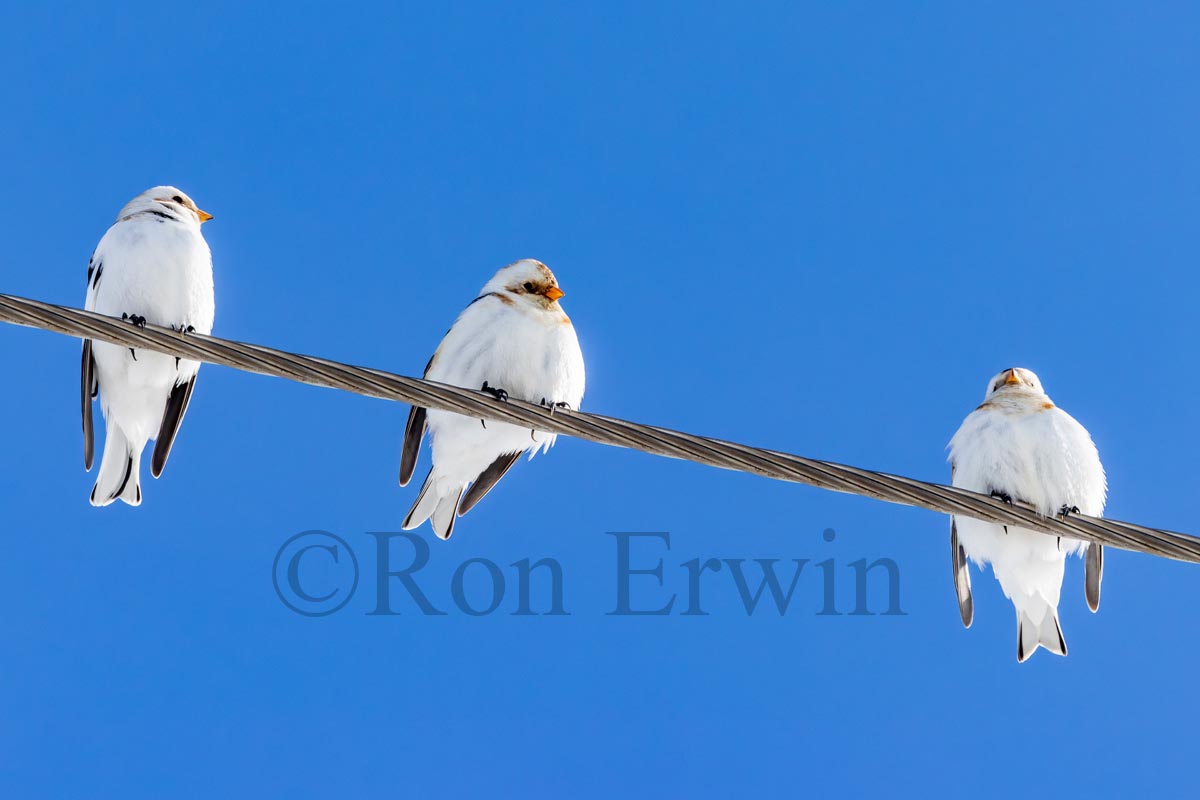 Snow Buntings