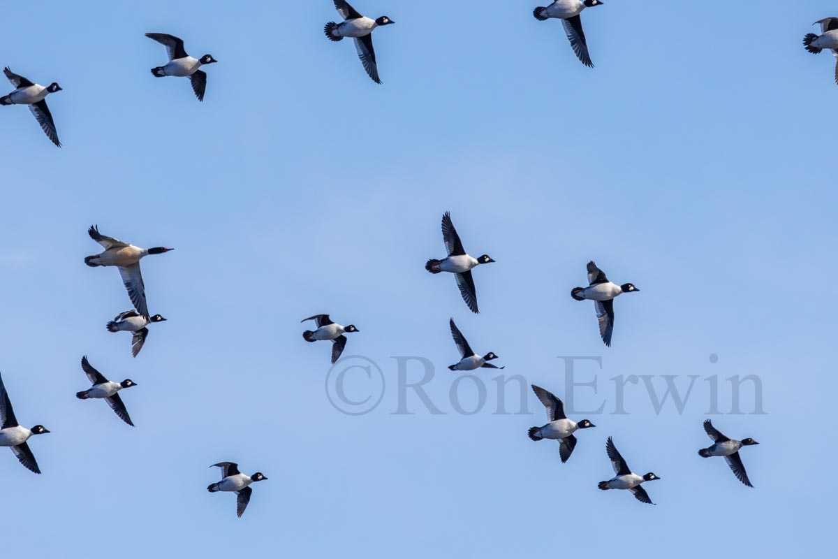 Common Goldeneye Flock