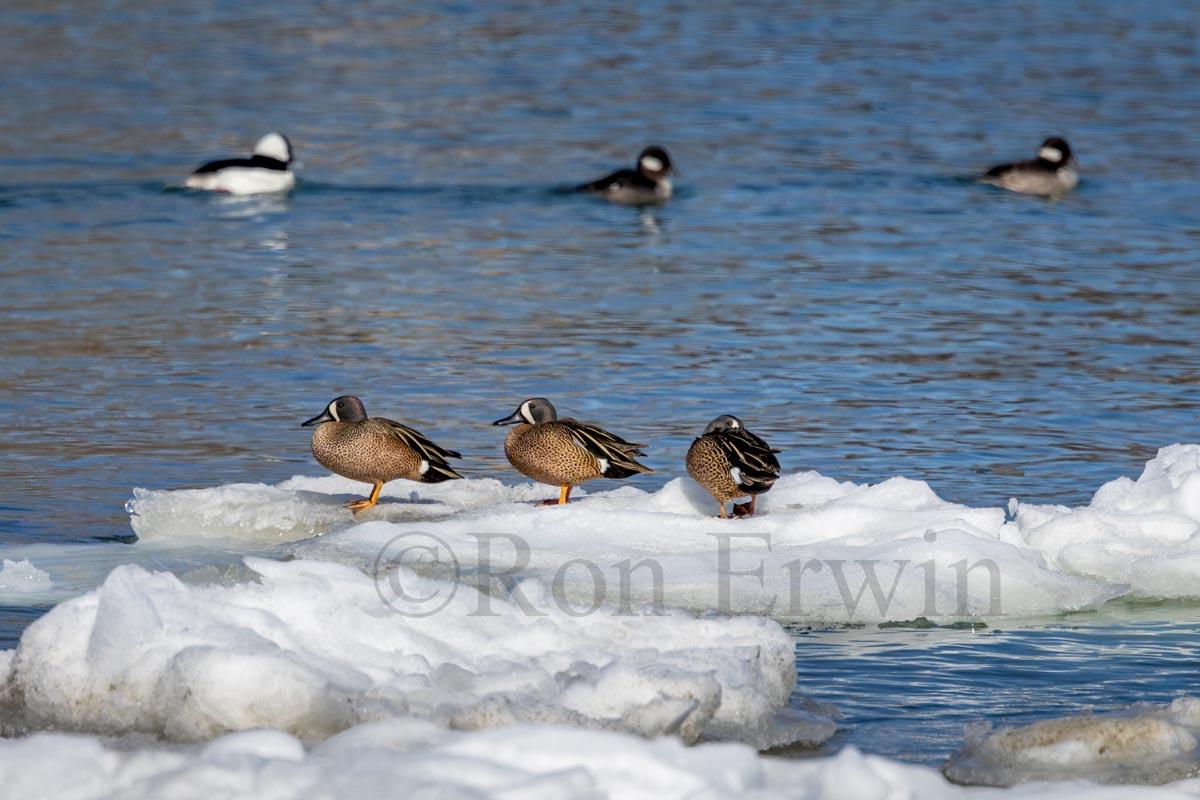 Blue-winged Teal Ducks