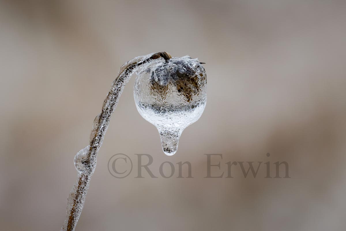 Spring Ice Storm