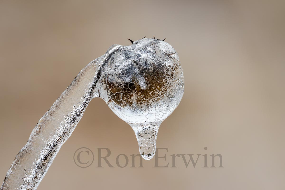 Spring Ice Storm