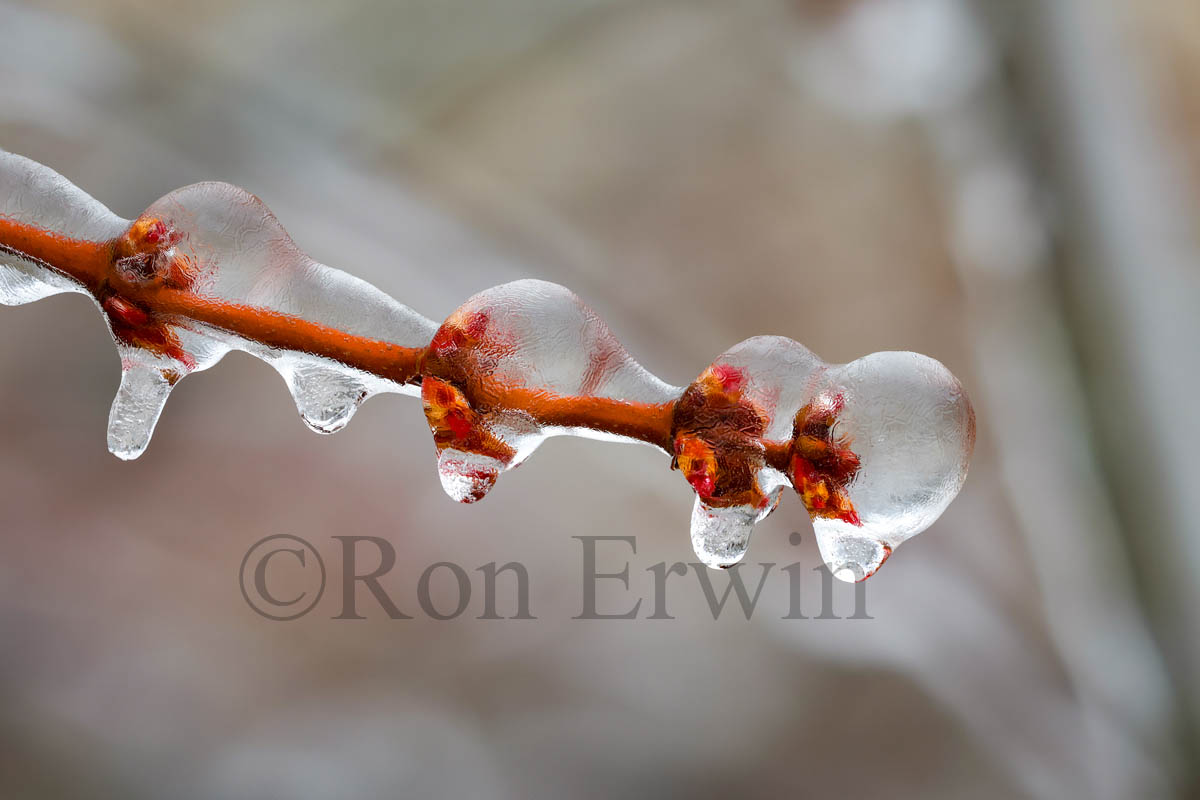 Spring Ice Storm