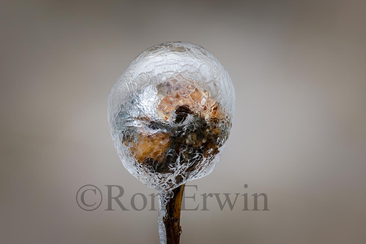 Spring Ice Storm