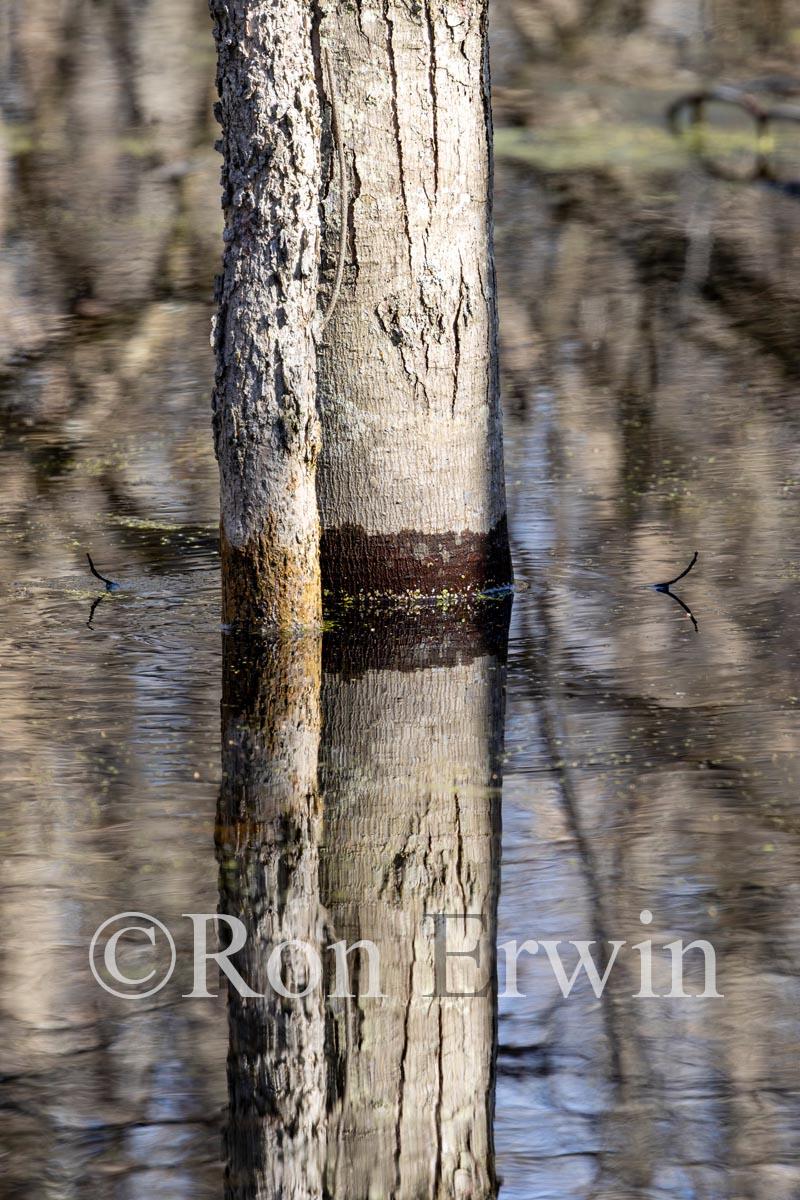 Swamp Reflections