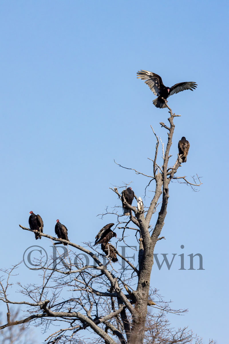 Turkey Vultures