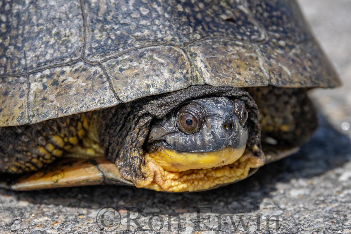 Blanding's Turtle on Road
