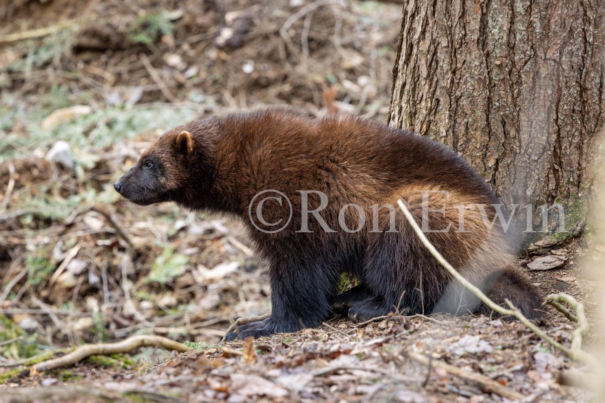 Wolverine