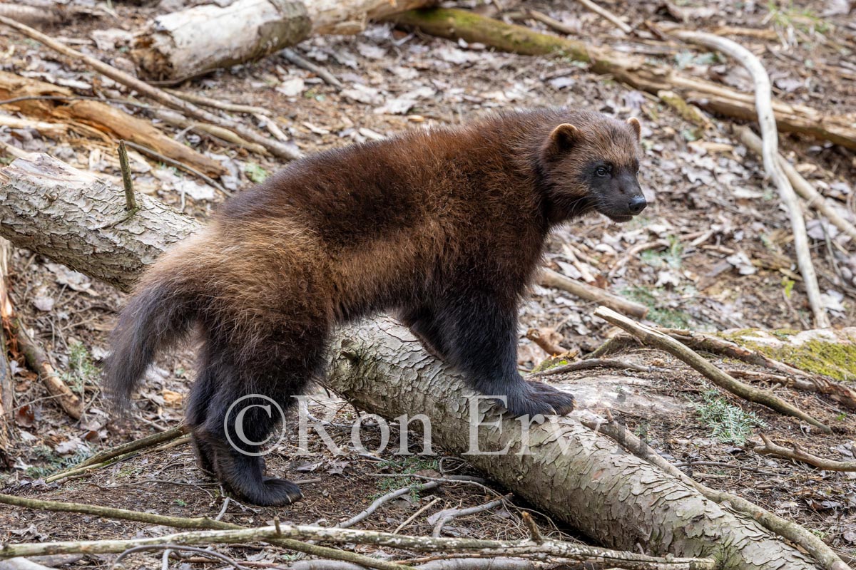 Wolverine