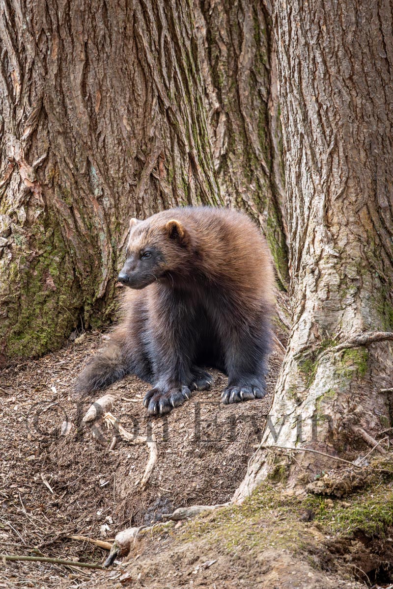Wolverine