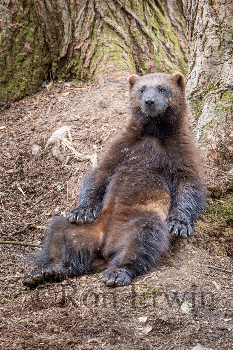 Sitting Wolverine