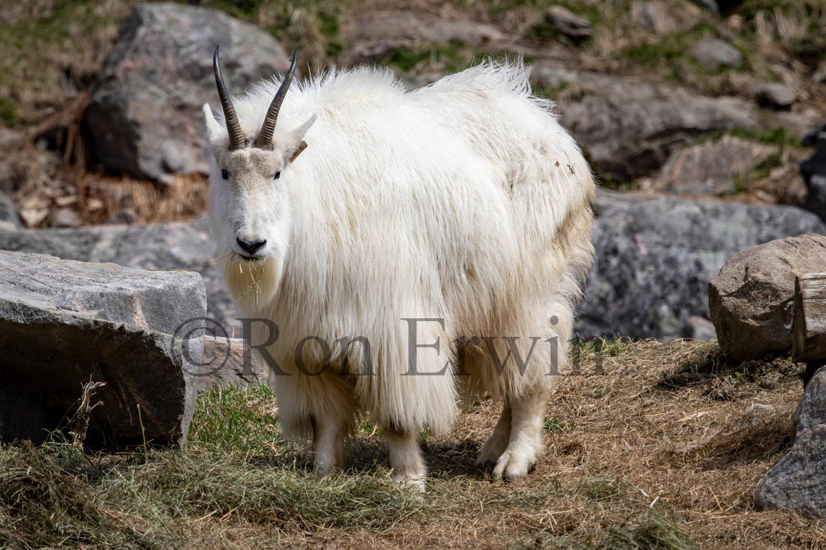 Mountain Goat