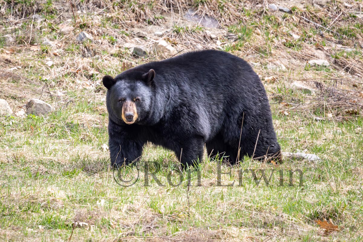 Black Bear