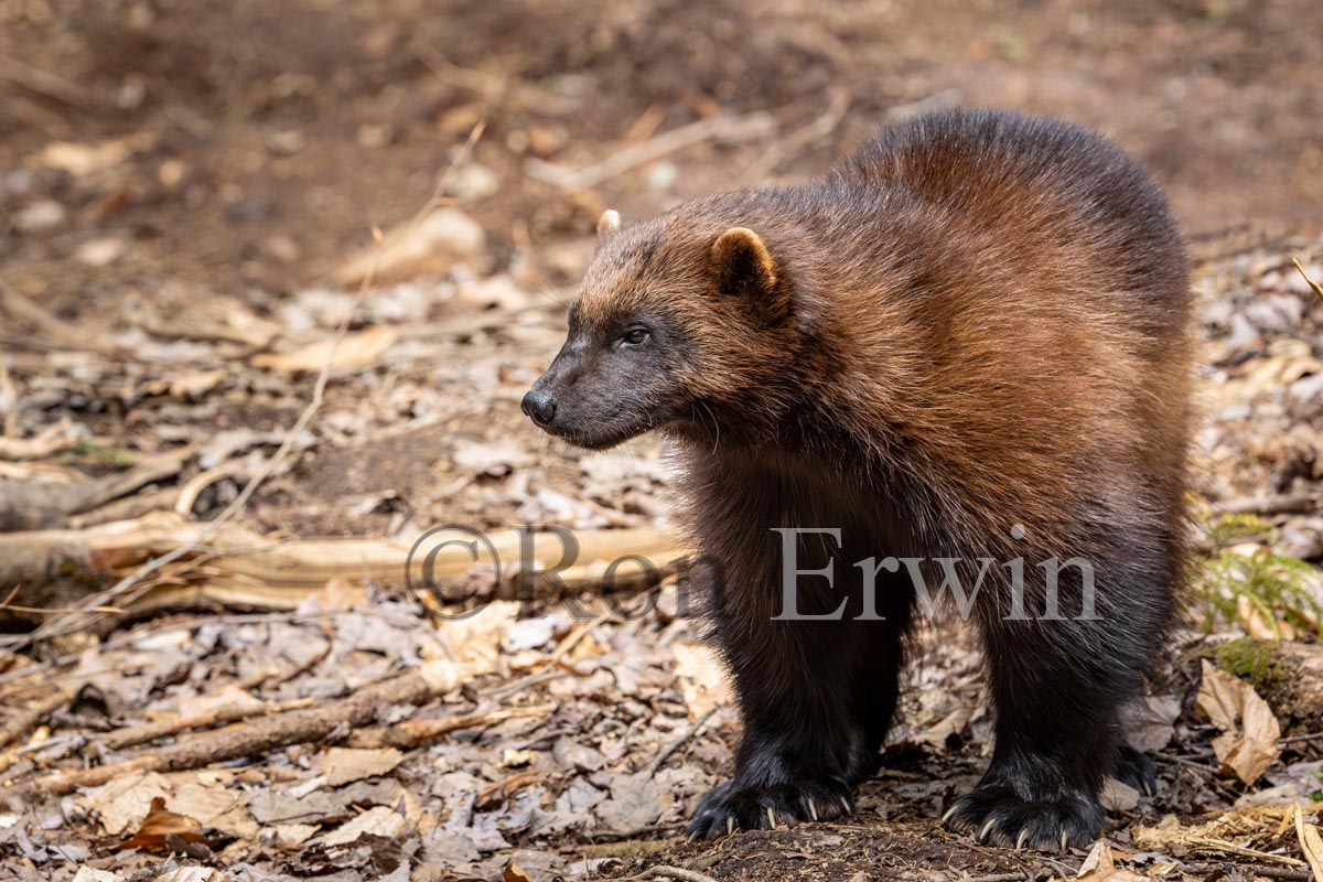 Wolverine