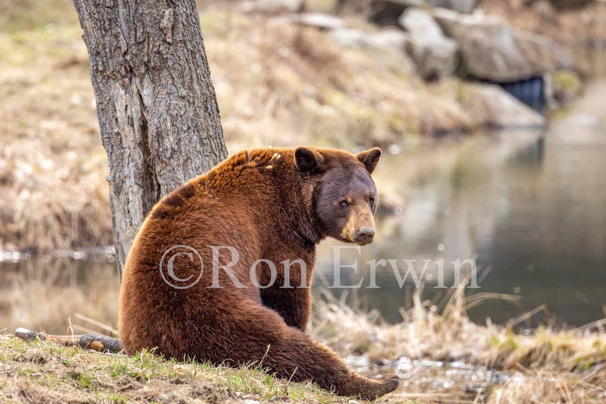 Cinnamon (Black) Bear