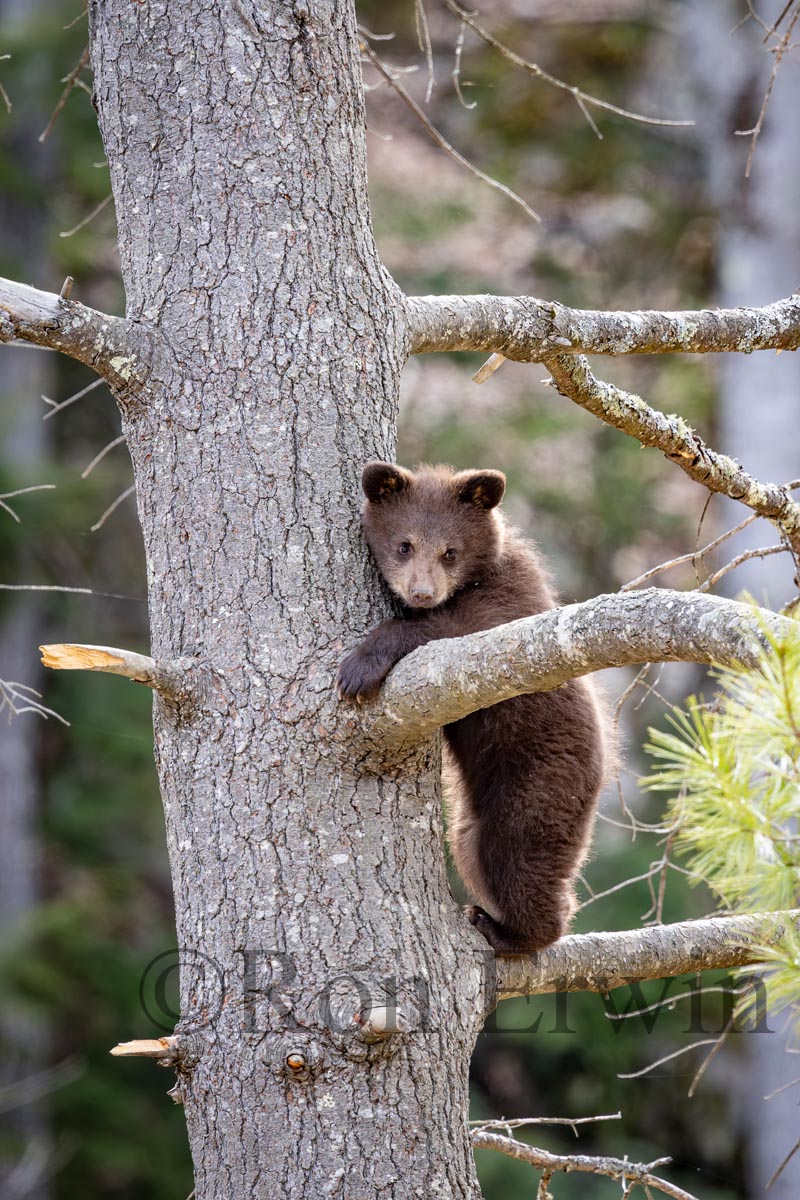 Cinnamon (Black) Bear Cub
