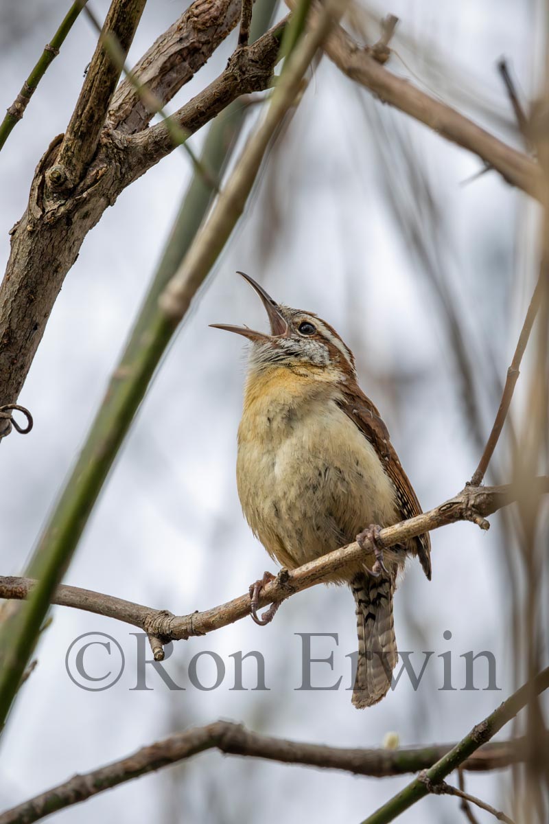 Carolina Wren