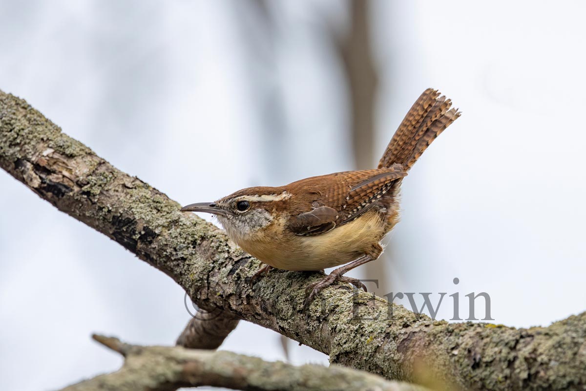 Carolina Wren