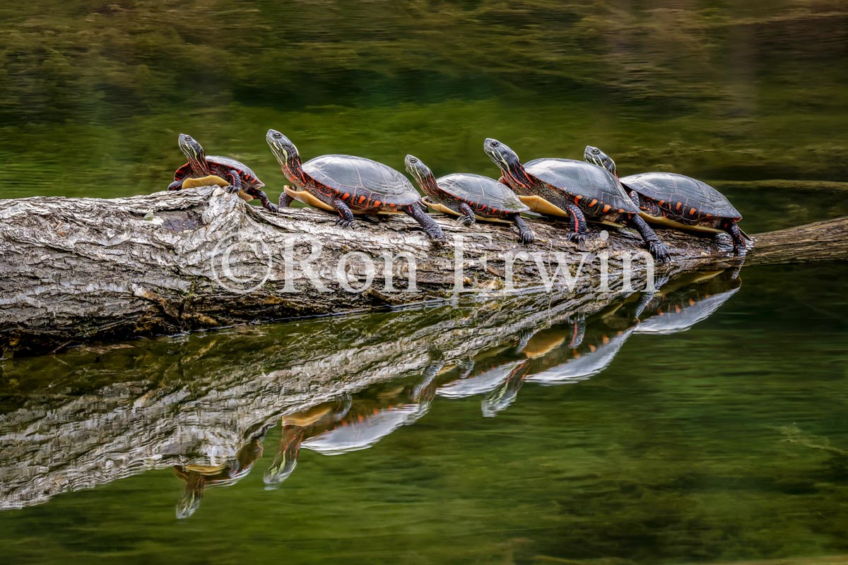 Basking Midland Painted Turtles