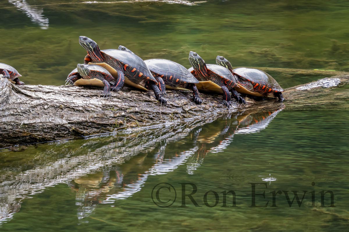 Basking Midland Painted Turtles