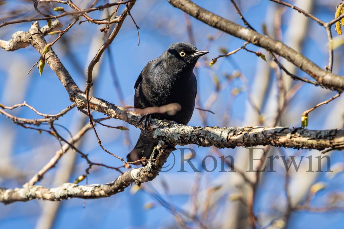 Brewer's Blackbird