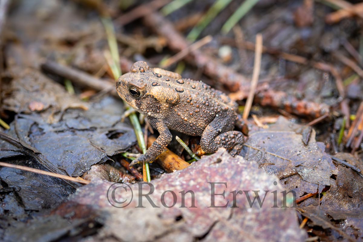 American Toadlet