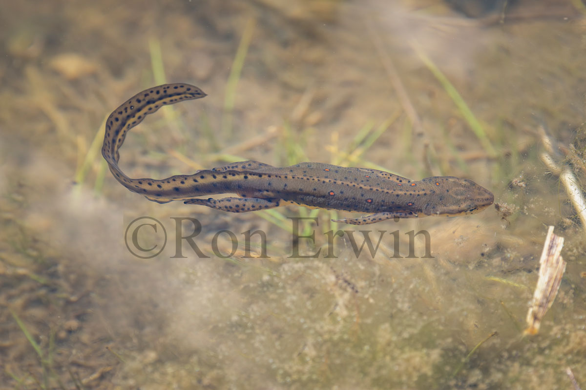 Red-spotted Newt Adult