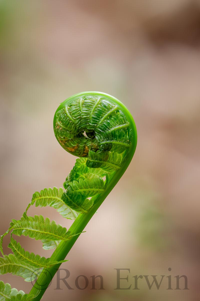 Fiddlehead Fern