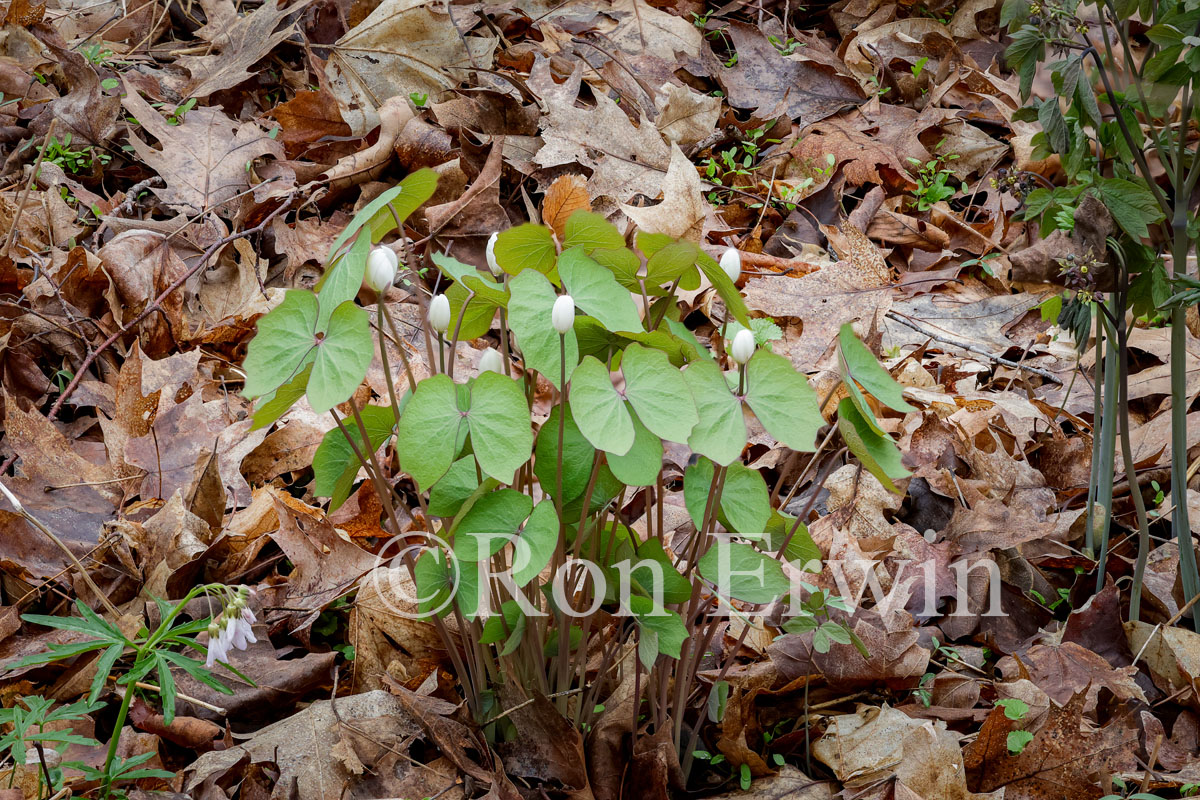 Twinleaf
