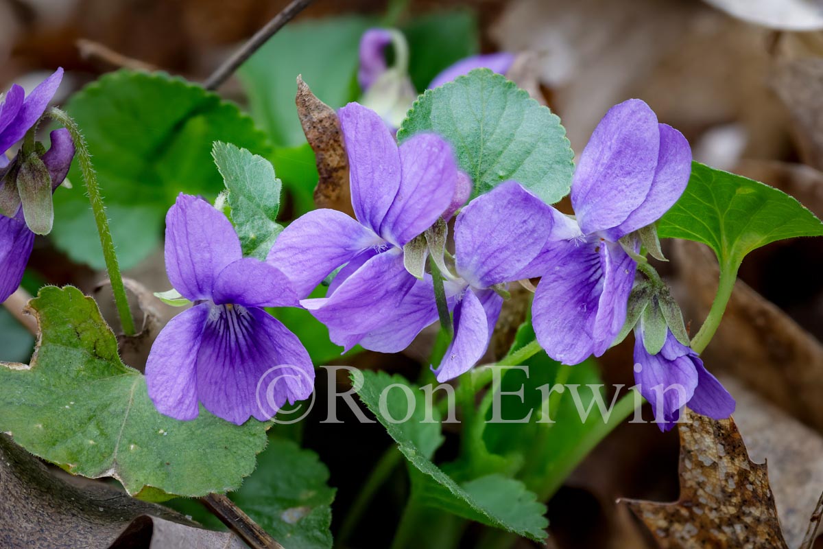 Sweet Violet