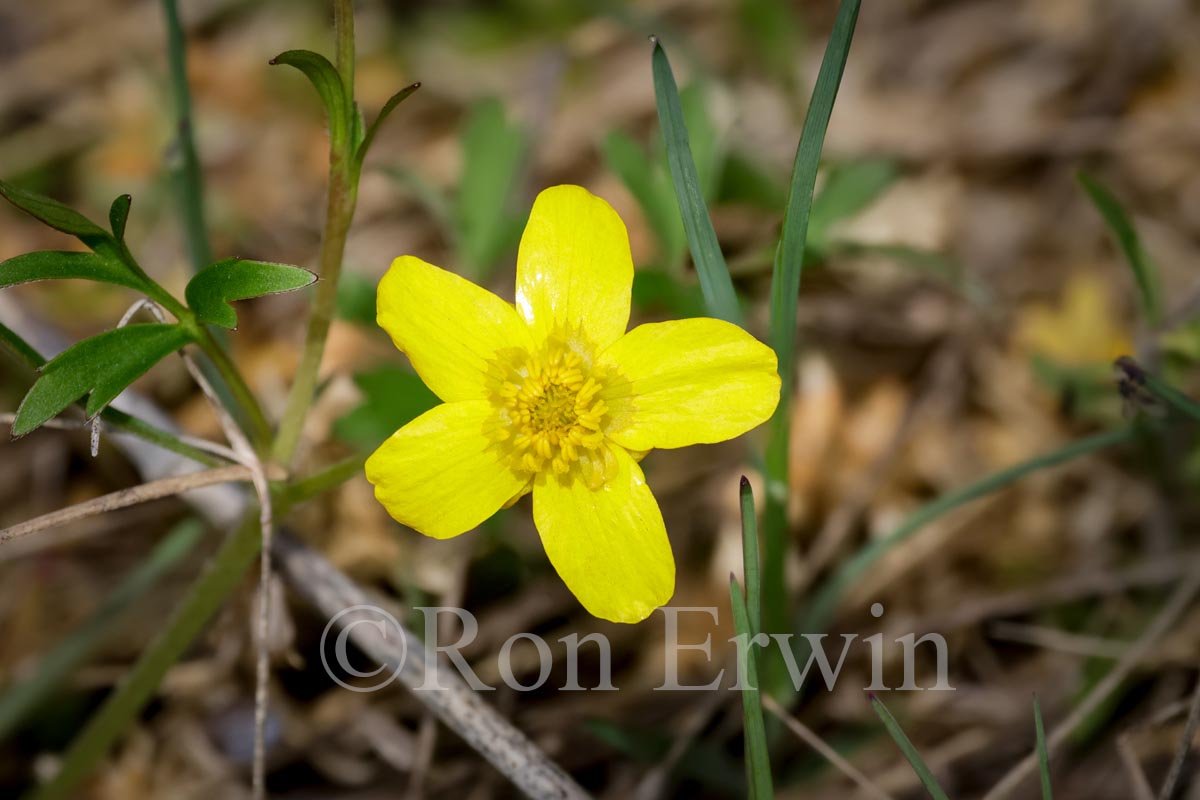 Early Buttercup