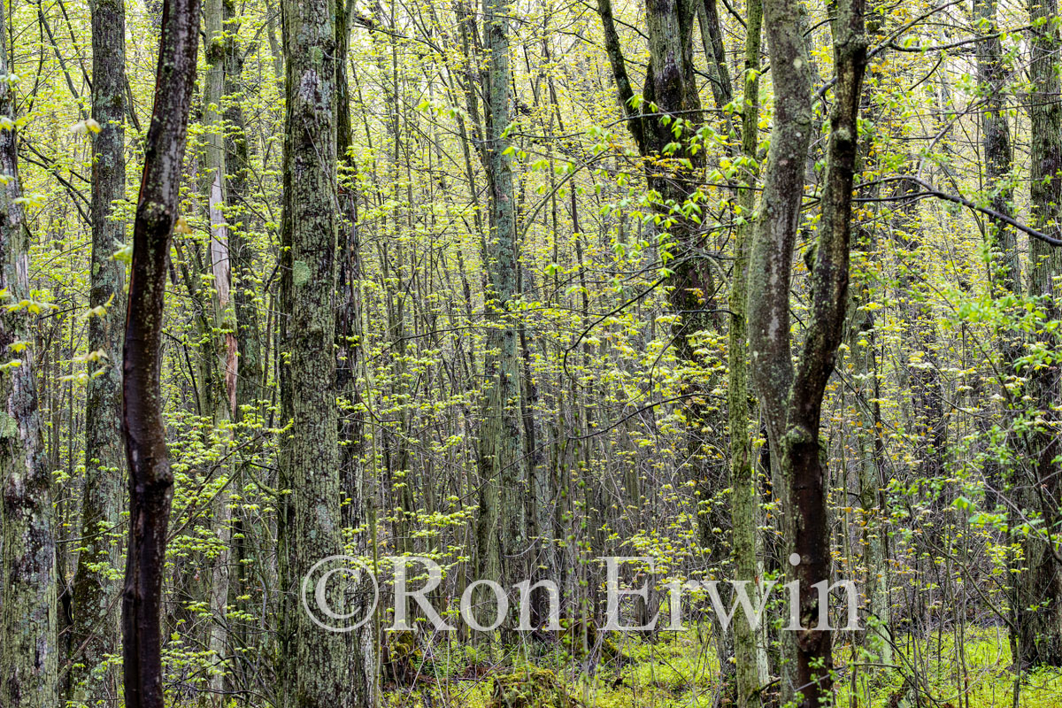 Spring Forest in PEC