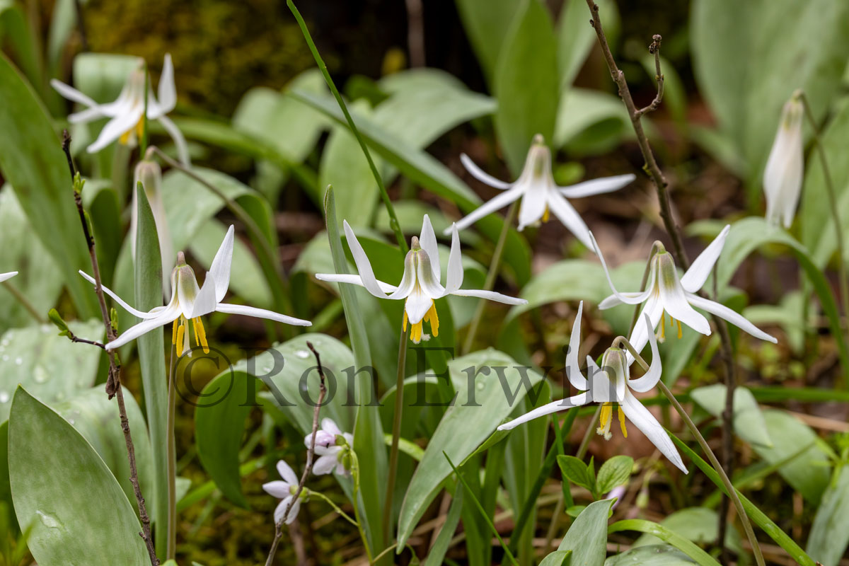 White Trout Lily
