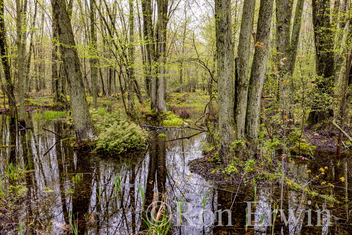 Swamp in Spring